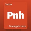 大麻の種類 Pineapple Haze パイナップルヘイズ