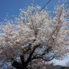 青空の桜