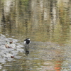 Japanese Wagtail