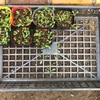 【クラピア】#01-8 クラピアK7を挿し芽で増やす "挿し穂の収穫(6.5週間)"