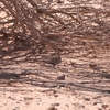 フタオビサケイ Double-banded Sandgrouse