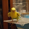 セキセイインコ　1歳になりました