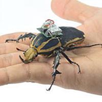 カナブンとは 動植物の人気 最新記事を集めました はてな