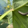 🐛里芋の葉を食べる犯人は？