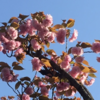 鹿沼公園の八重桜、咲いています！(4月3日)