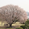 【水戸市】偕楽園・左近の桜・・