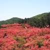 徳仙丈山のツツジが満開