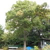 Celtis sinensis　エノキ