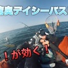 春の東京湾奥、デイシーバスにはこのルアー、このカラーが効果あり！japan  fishing