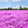 【若葉区富田付近】芝桜とネモフィラ  富田さとにわ耕園 April 2018