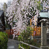 花山稲荷神社のシダレザクラ