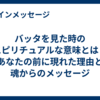 バッタを見た時のスピリチュアルな意味とは？あなたの前に現れた理由と魂からのメッセージ