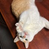 かわいい猛獣（保護猫君）に襲われる喜び。とうとう店頭からポリ袋が･･･。