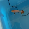 プラ舟へ移ってゆっくりと泳ぐ
