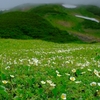 梅仕事　ドクダミの花　白舞茸