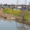 綾瀬川の菜の花・色な場所の思い出・黄15…