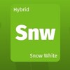 大麻の種類 Snow White スノーホワイト