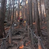 土岳　早朝の檜林