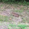 野良ウサギ発見　（6月4日）