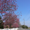 あけぼの山公園の寒緋桜