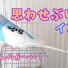 思わせぶりなセキセイインコ