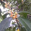 金木犀の薫る頃