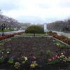 大阪城公園の桜２０２４年その１