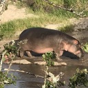 HiPPO-Hack