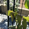 【ガーデニング】【家庭菜園】リオサンバに蕾が出来ました✨
