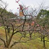 野間馬ハイランド・河津桜