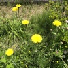 1週間（5月5日～9日）、花と鳥、事件と仕事