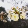 桜、そろそろ