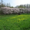 朝の公園で釣りと探鳥