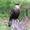 カンムリカラカラ(Crested Caracara)