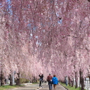 ふくしま桜旅