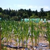 お天気続きでカラカラの畑