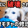 愛犬に破壊されたオモチャ