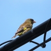 梅雨時期の「田んぼの撮り鳥」