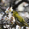 ウメジロ・ミヤマホオジロなど