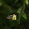 Cairns Birdwing　ミドリメガネトリバネアゲハ