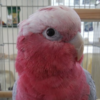モモイロインコの飼育用品について（保温用品、餌から書籍まで）