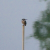 カワセミ・コサメビタキ・イソヒヨドリ・大雨のちオオタカ(大阪城野鳥探鳥20220806 5:00-10:30)