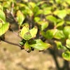 4月末の花芽現況