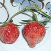 ★ イチゴ