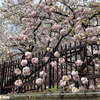 桜を見に大阪と京都に行ってきました