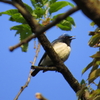 夏鳥には新緑がよく似合う