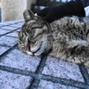 2月後半の散歩 #ねこ #cat #猫 その1