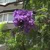 澄み切った青空の下で映えるジャカランダの紫の花　花言葉は名誉と栄光