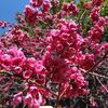 春陽気に反応して花木が満開に、・・・・