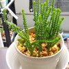 🌵多肉植物　若緑の成長と寄せ植えのプレゼント🌵